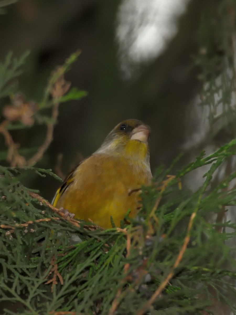 Oriental Greenfinch - ML642570080