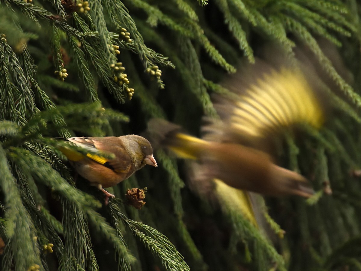 Oriental Greenfinch - ML642570081