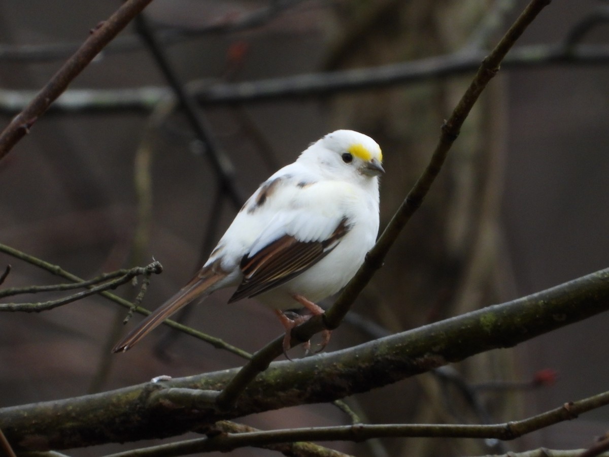 Бруант білогорлий - ML642570082