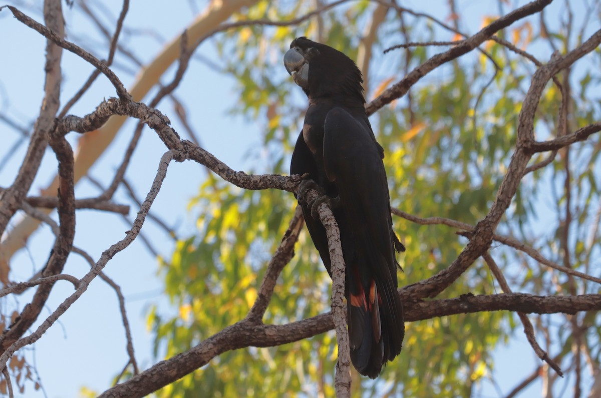 Red-tailed Black-Cockatoo - ML642570106