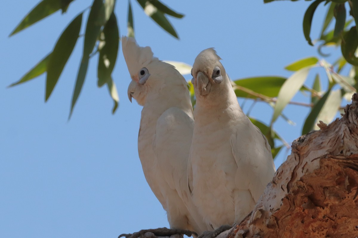 Little Corella - ML642570139