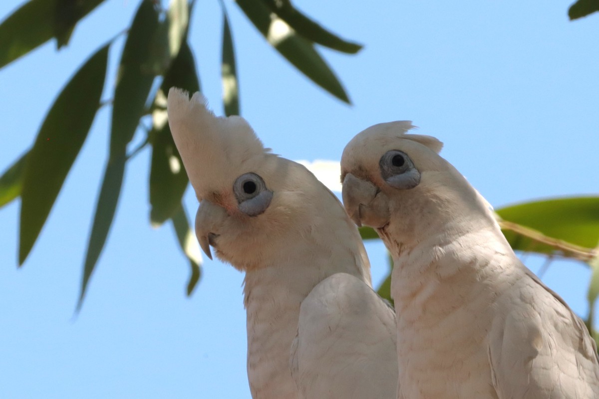 Little Corella - ML642570140
