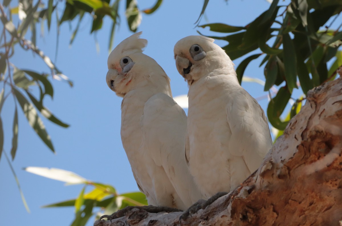Little Corella - ML642570141