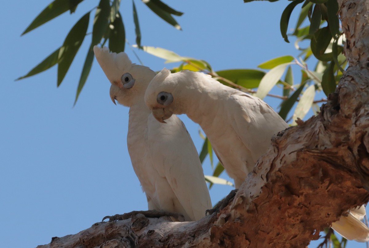Little Corella - ML642570142