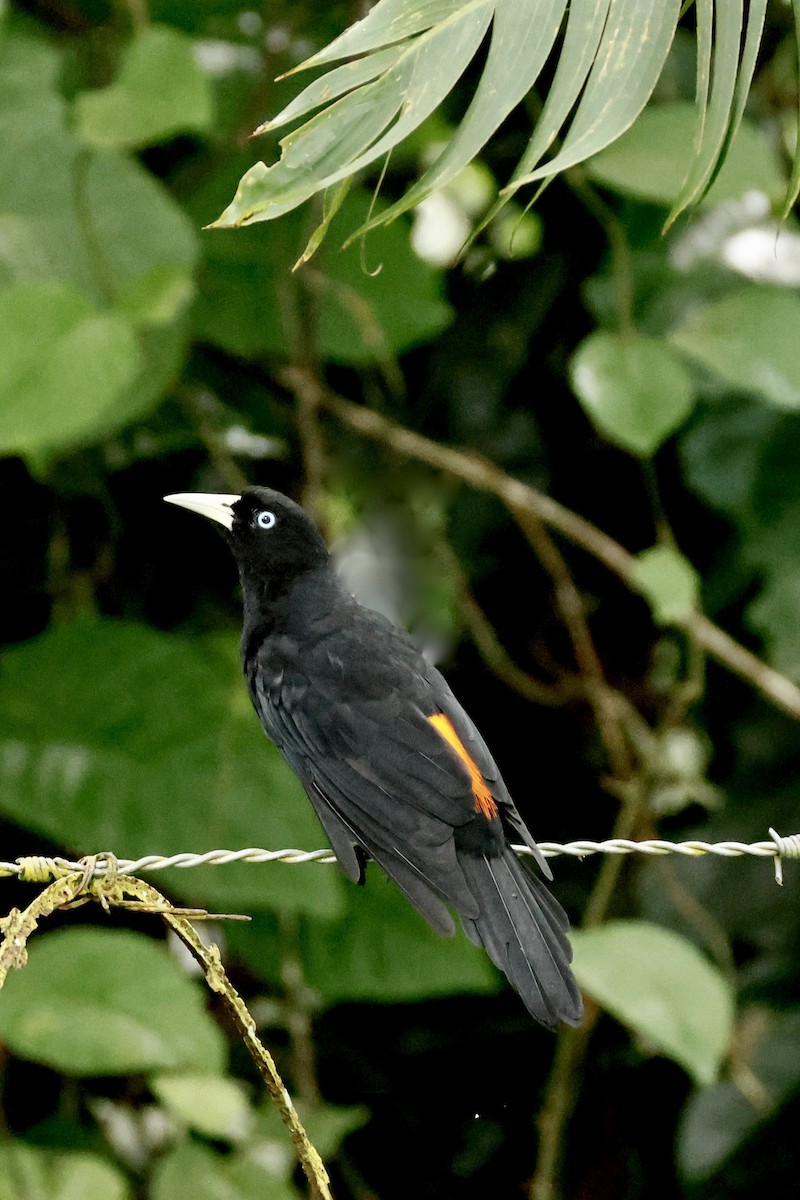 Scarlet-rumped Cacique - ML642570147