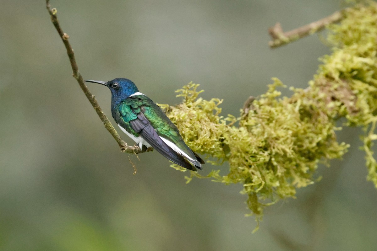 White-necked Jacobin - ML642570166