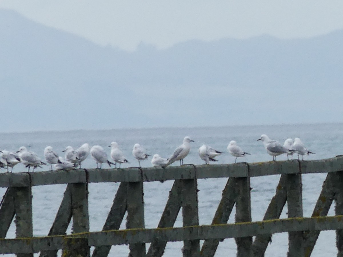 Black-billed Gull - ML642570170