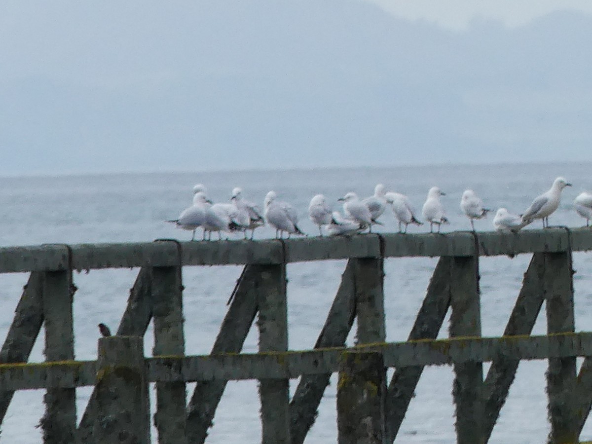 Black-billed Gull - ML642570171