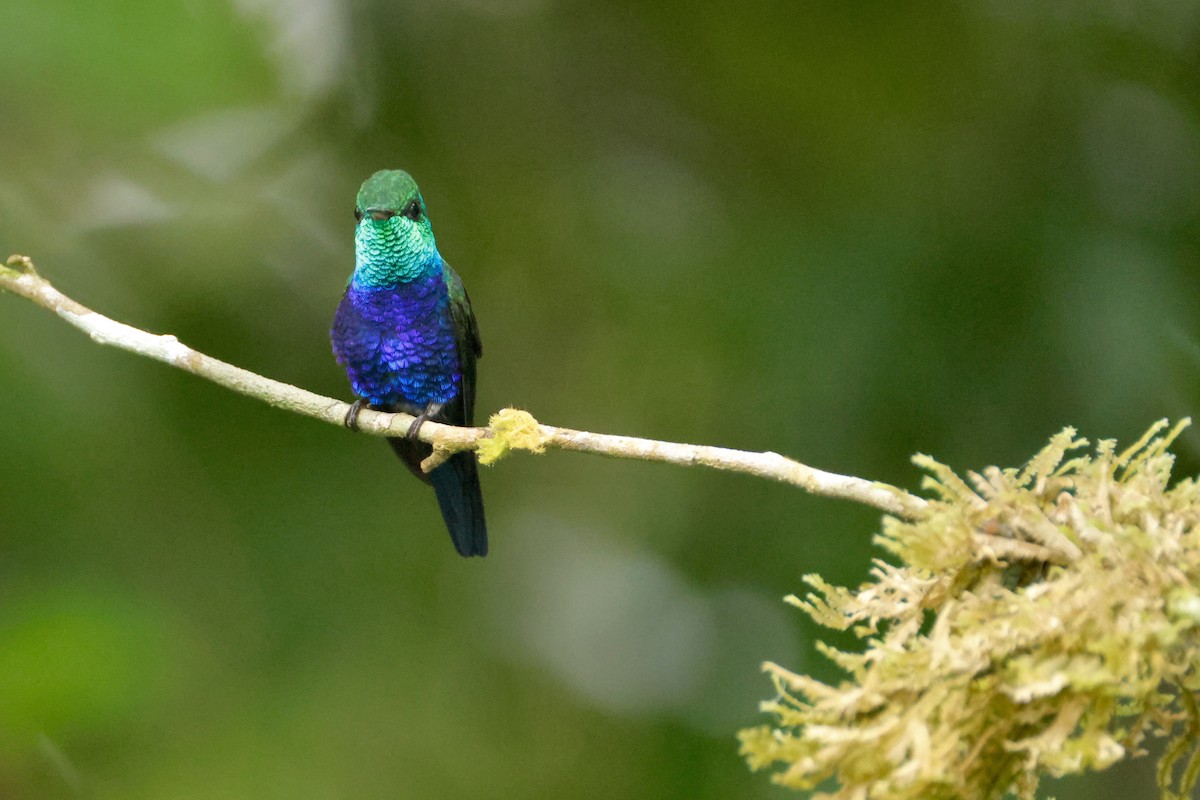 Violet-bellied Hummingbird - ML642570173