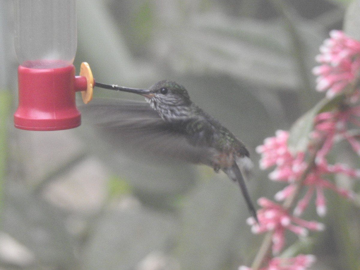 Tooth-billed Hummingbird - ML642570176