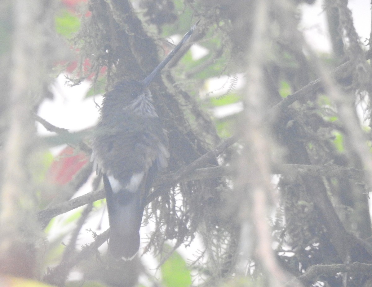Tooth-billed Hummingbird - ML642570177