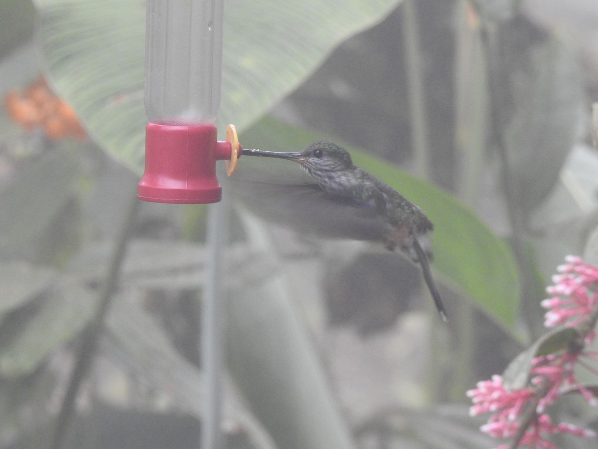 Tooth-billed Hummingbird - ML642570178