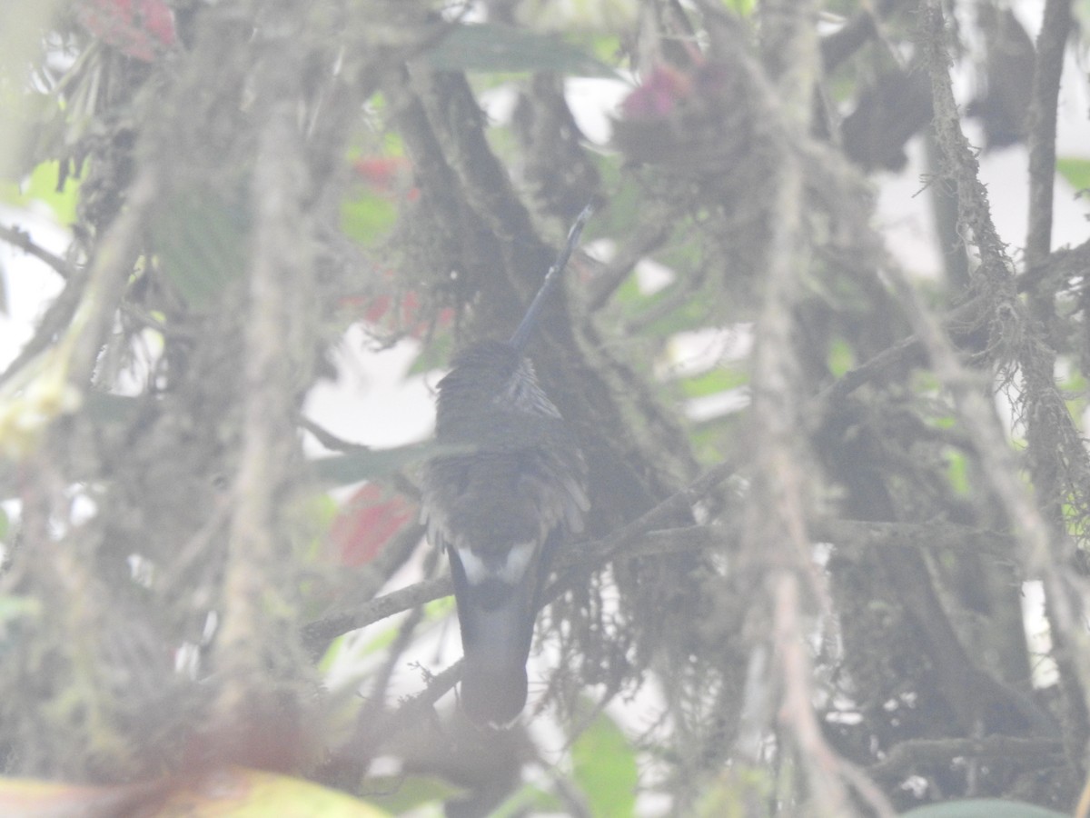 Tooth-billed Hummingbird - ML642570179