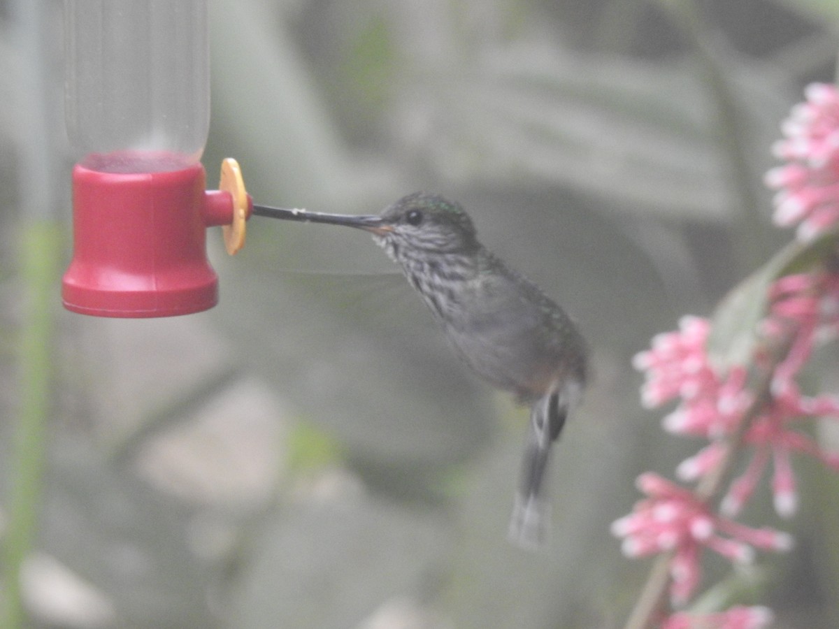 Tooth-billed Hummingbird - ML642570180