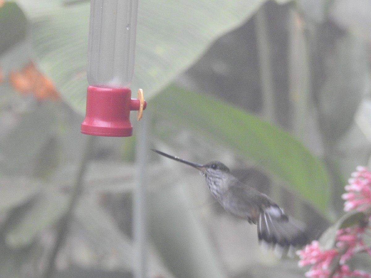 Tooth-billed Hummingbird - ML642570181