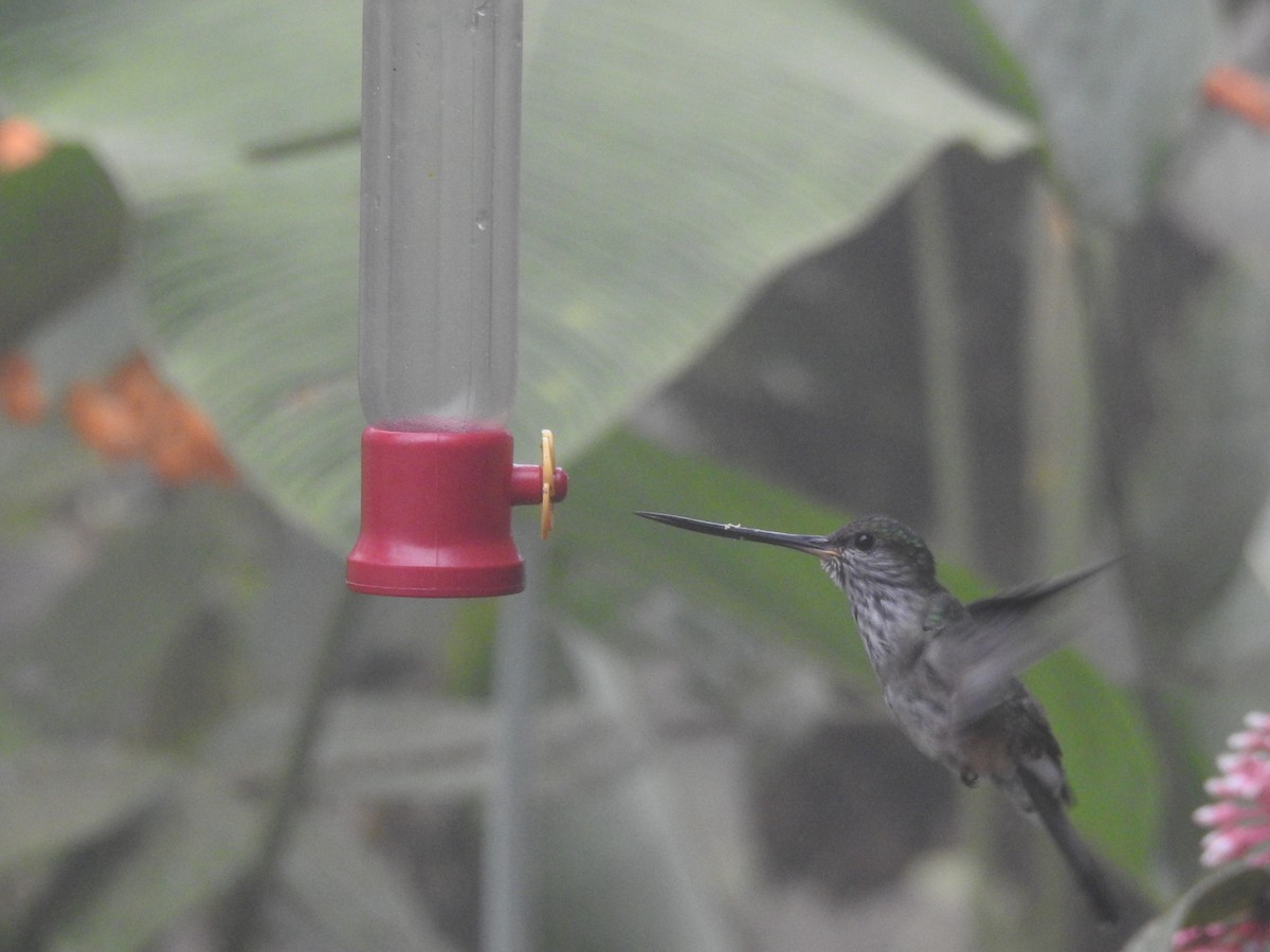 Tooth-billed Hummingbird - ML642570182