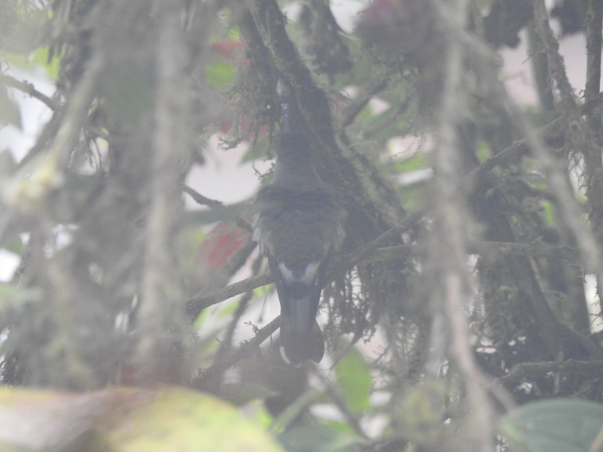 Tooth-billed Hummingbird - ML642570183