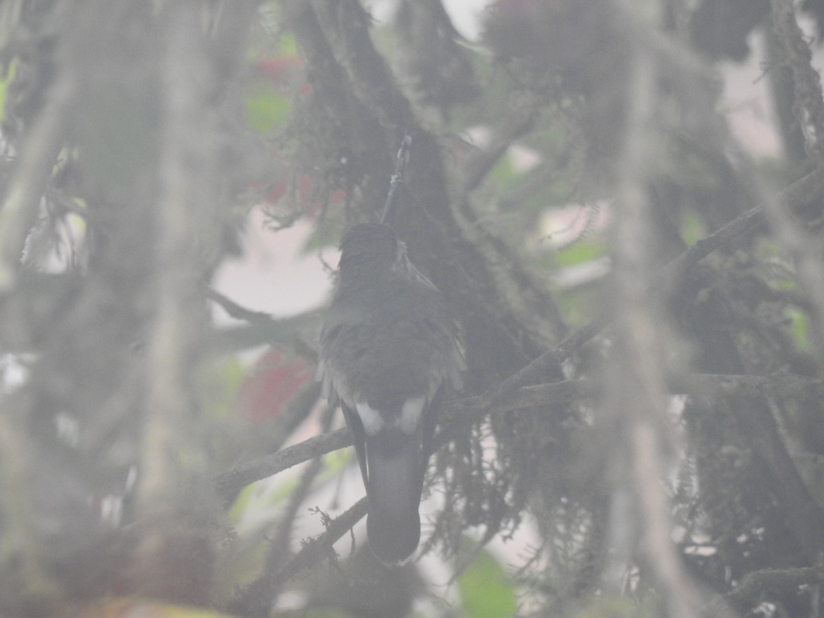 Tooth-billed Hummingbird - ML642570184