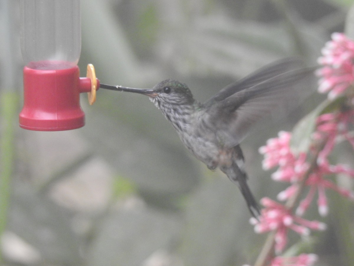 Tooth-billed Hummingbird - ML642570185