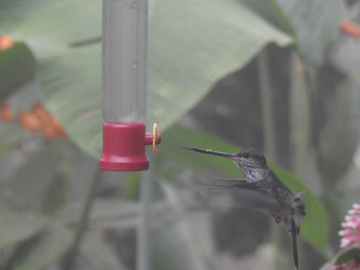 Tooth-billed Hummingbird - ML642570186