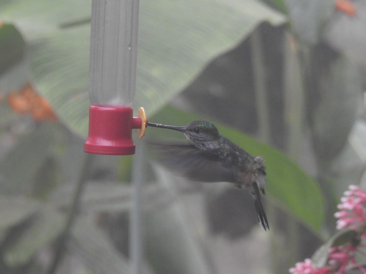 Tooth-billed Hummingbird - ML642570187