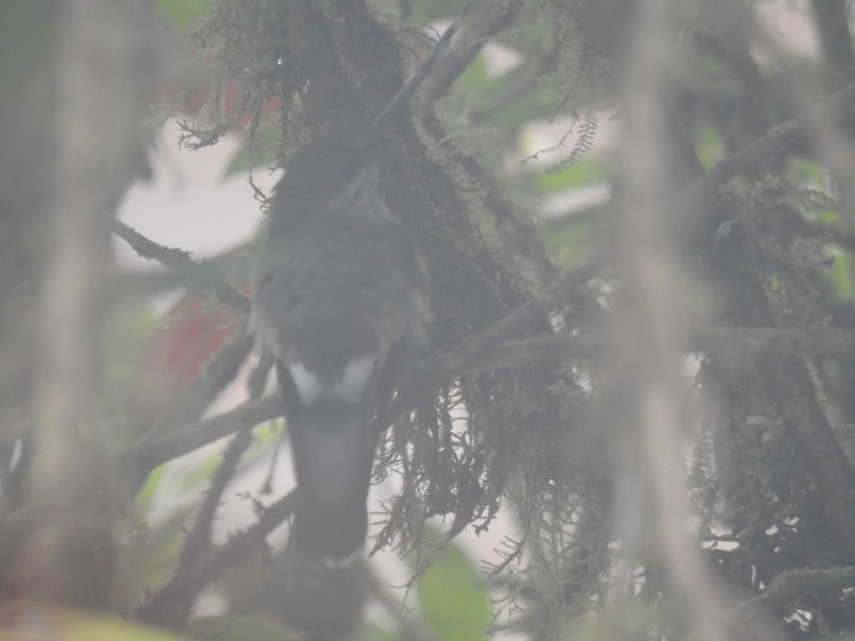Tooth-billed Hummingbird - ML642570189
