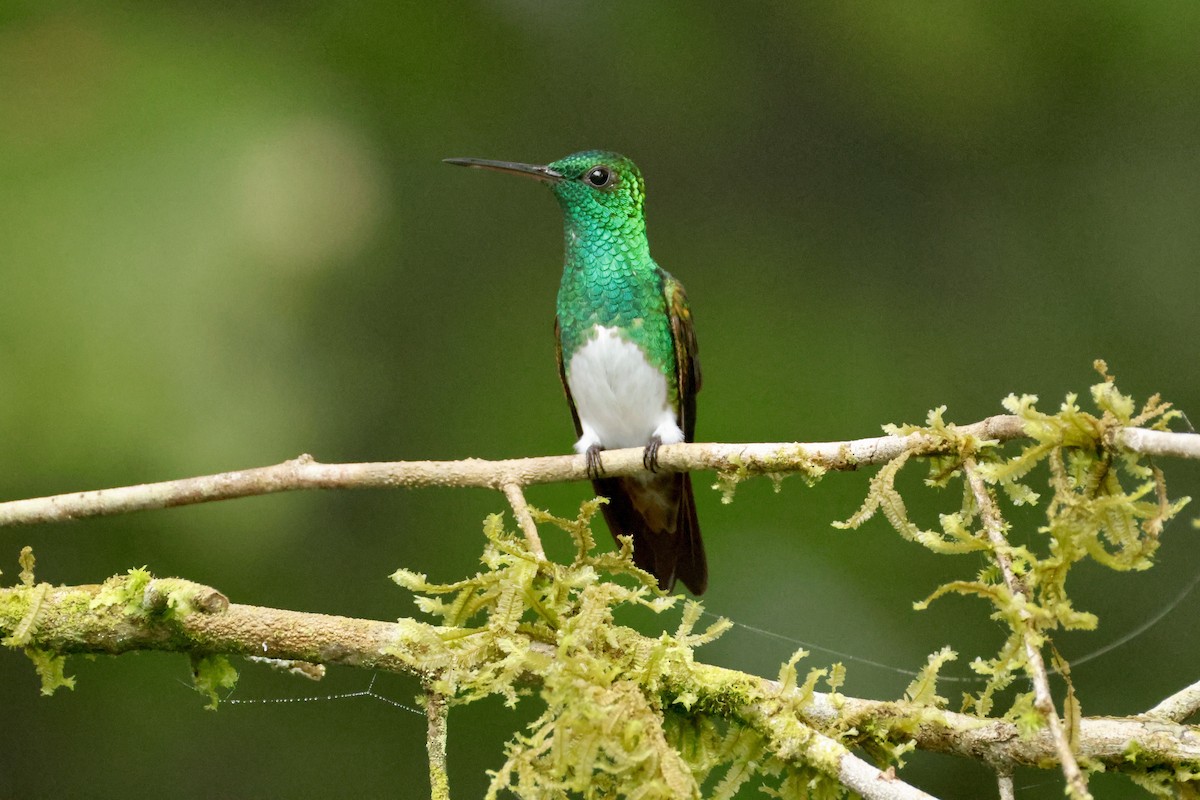 Snowy-bellied Hummingbird - ML642570190