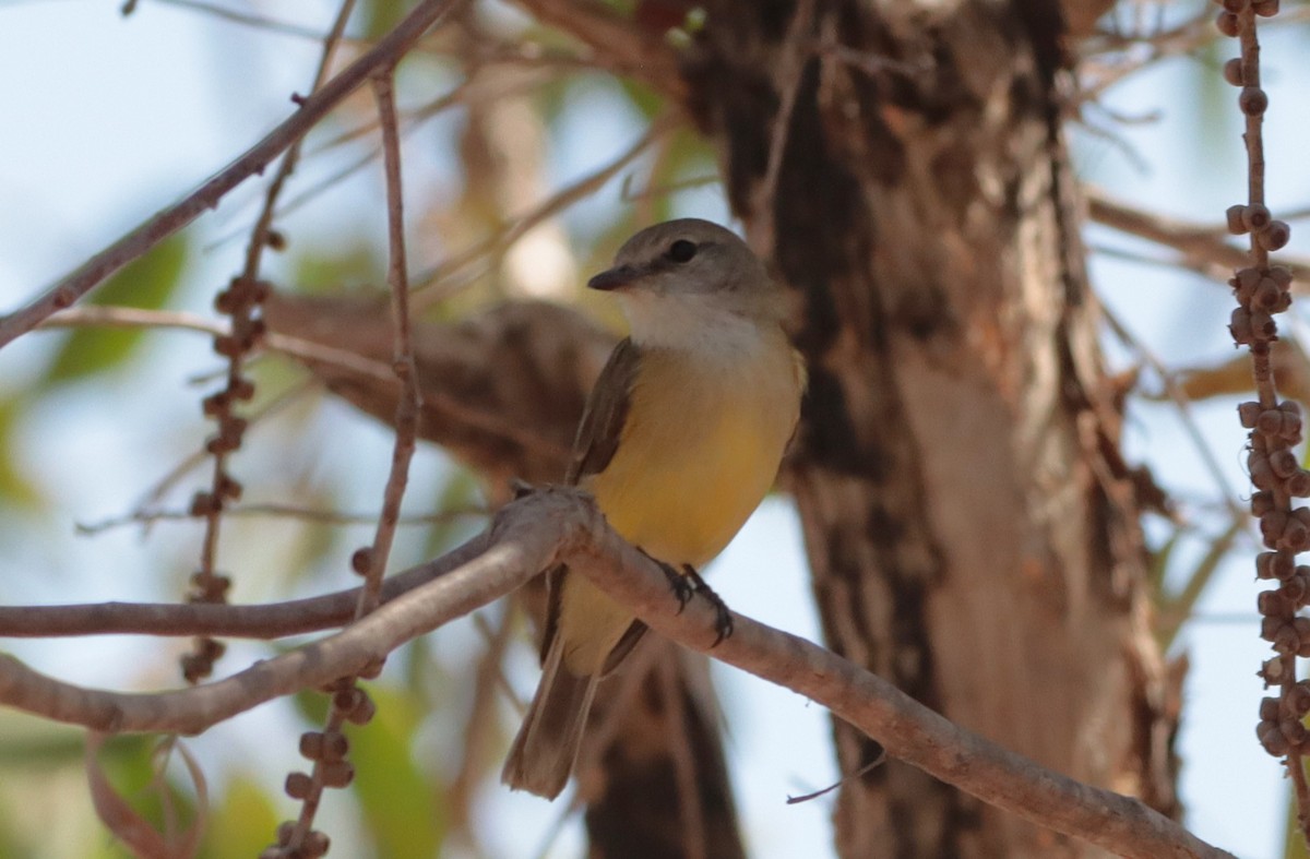 Lemon-bellied Flyrobin - ML642570191