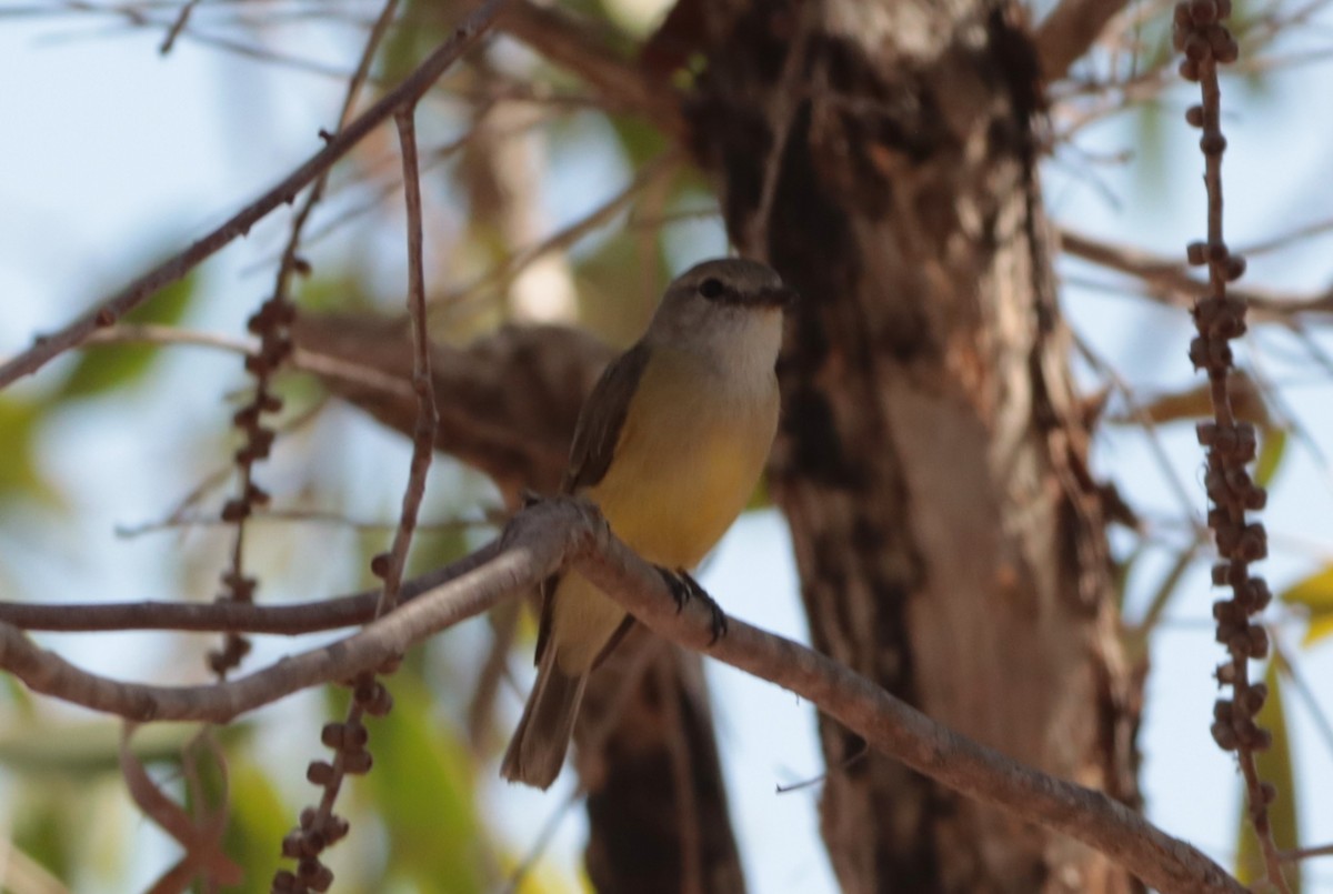 Lemon-bellied Flyrobin - ML642570192