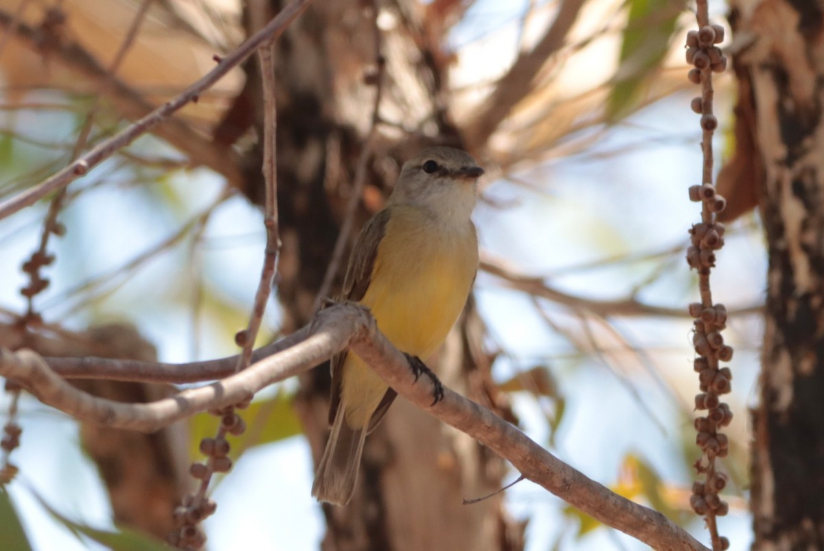 Lemon-bellied Flyrobin - ML642570193