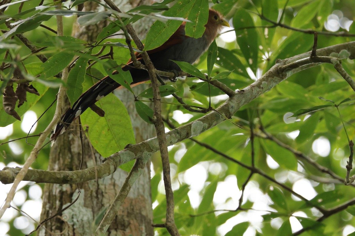 Common Squirrel-Cuckoo - ML642570197