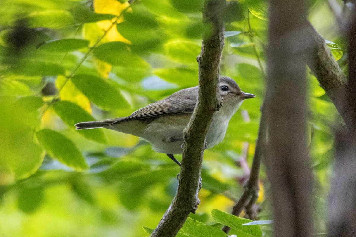 Philadelphia/Warbling Vireo - ML642570247