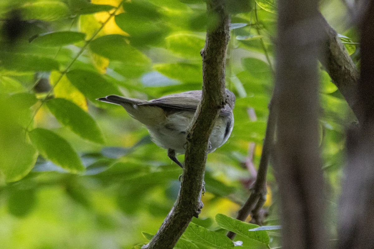 Philadelphia/Warbling Vireo - ML642570251