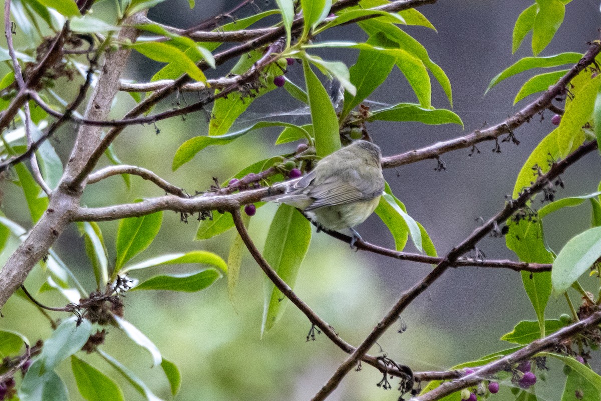 Philadelphia/Warbling Vireo - ML642570264
