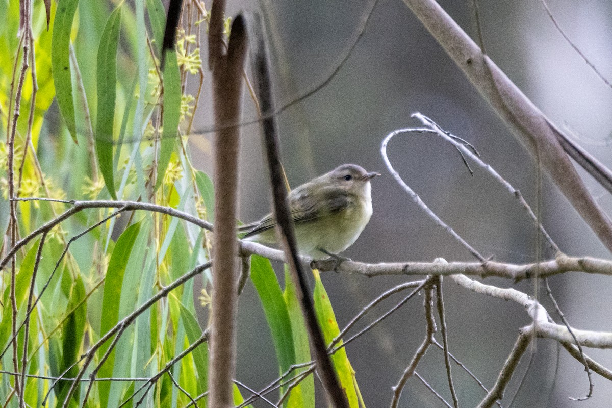 Philadelphia/Warbling Vireo - ML642570267