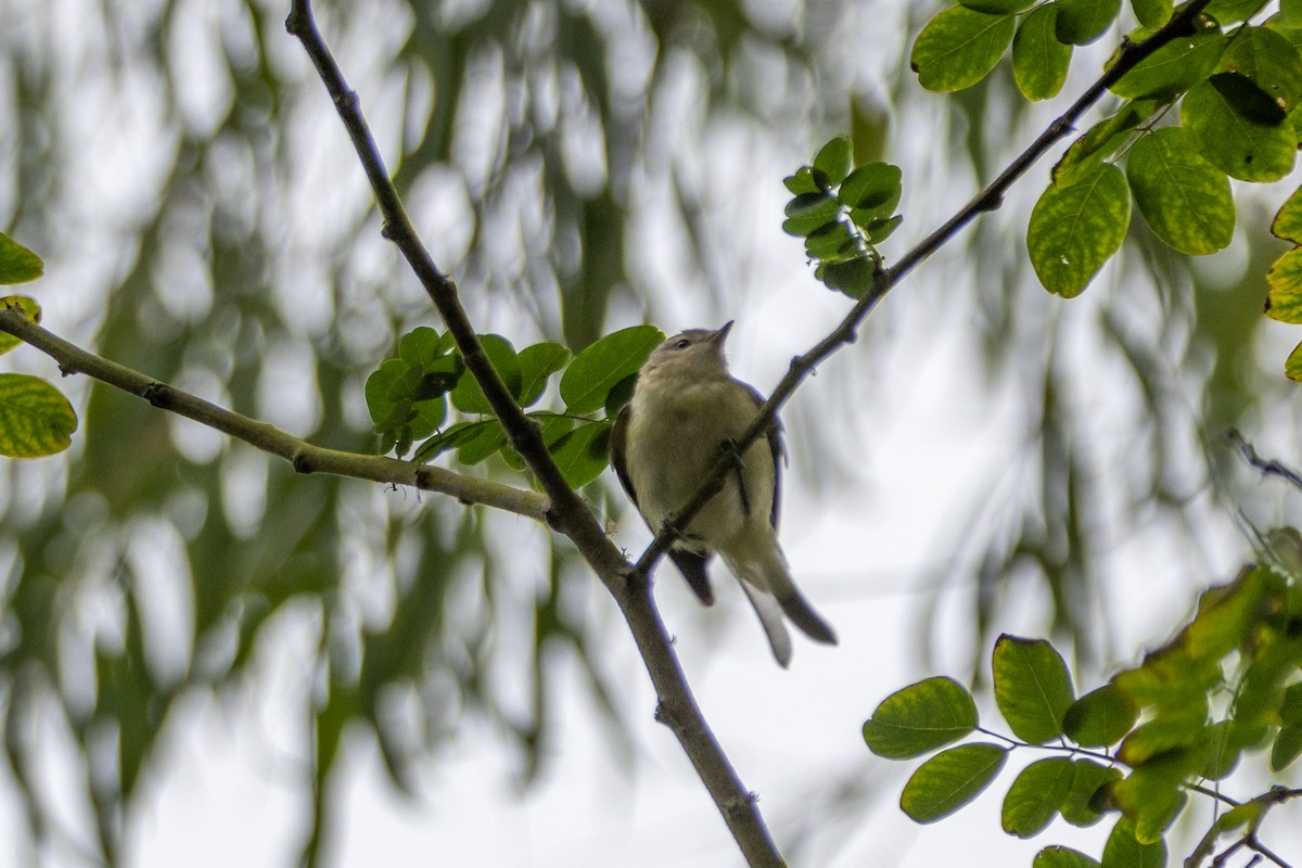 Philadelphia/Warbling Vireo - ML642570268