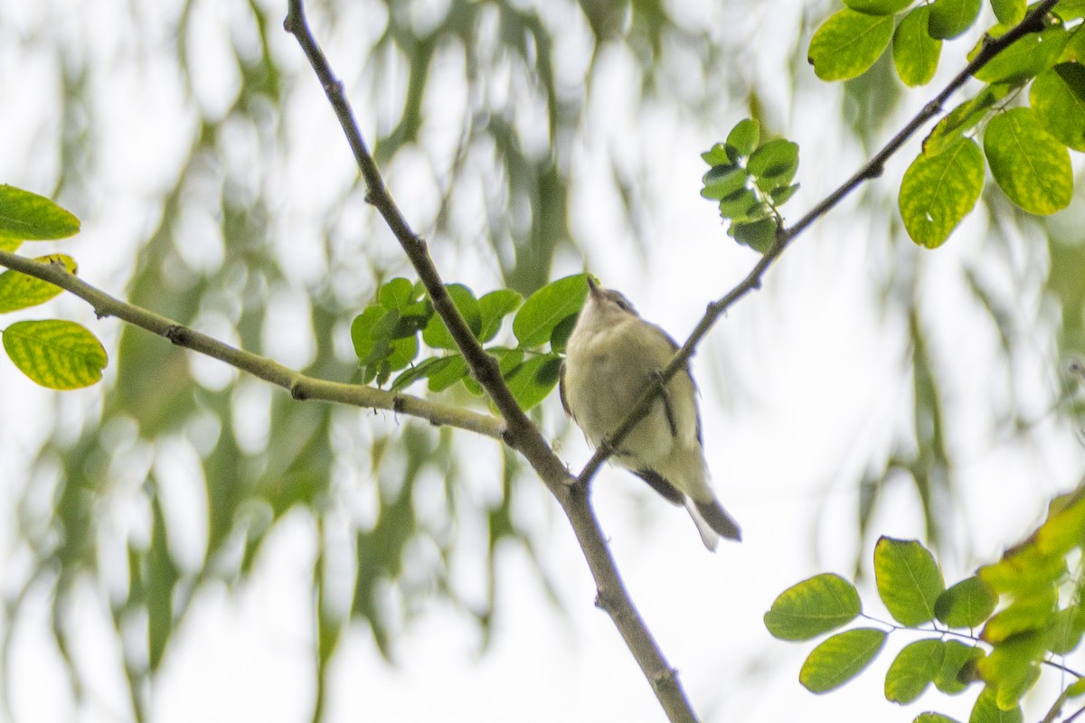 Philadelphia/Warbling Vireo - ML642570270