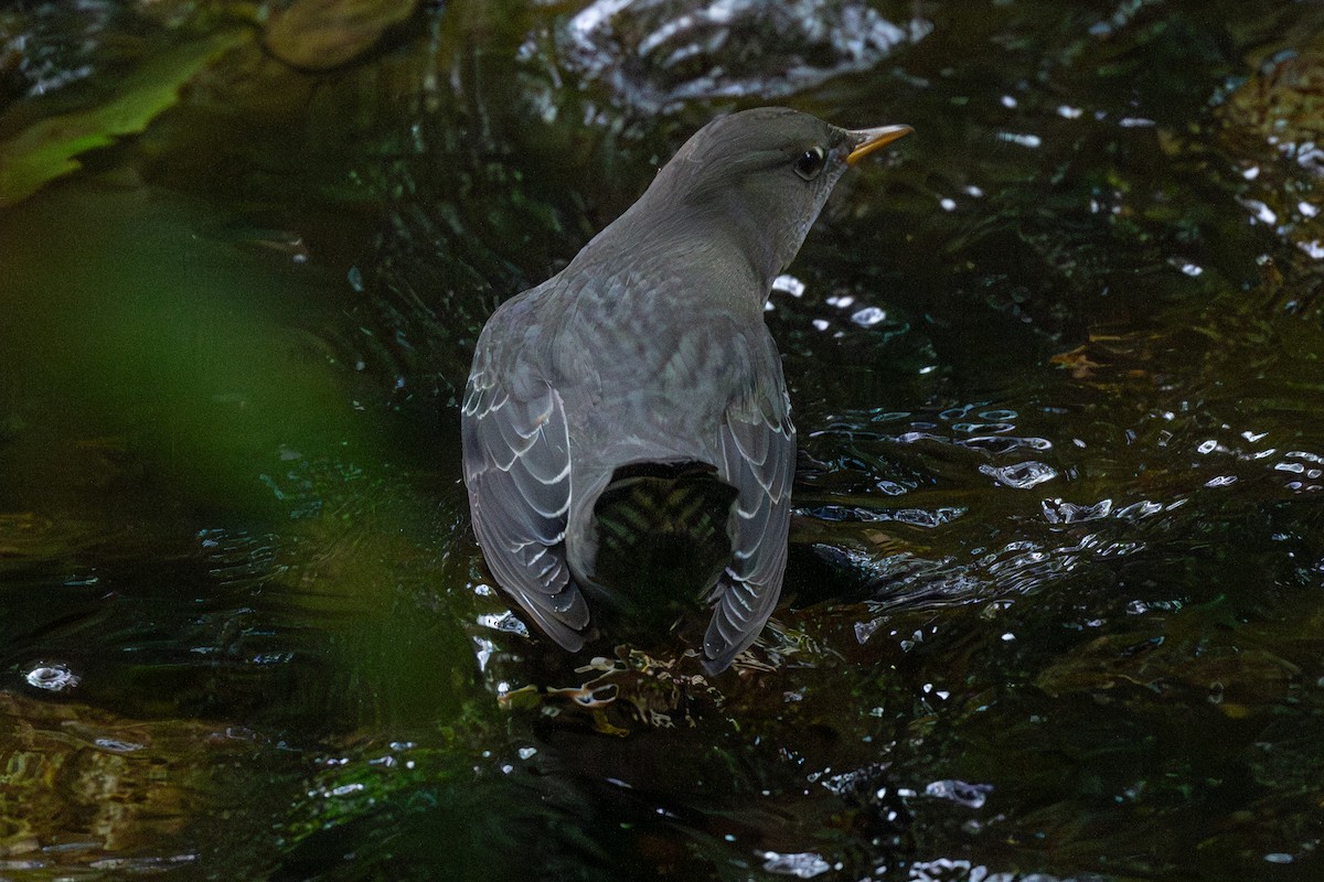 American Dipper - ML642570272