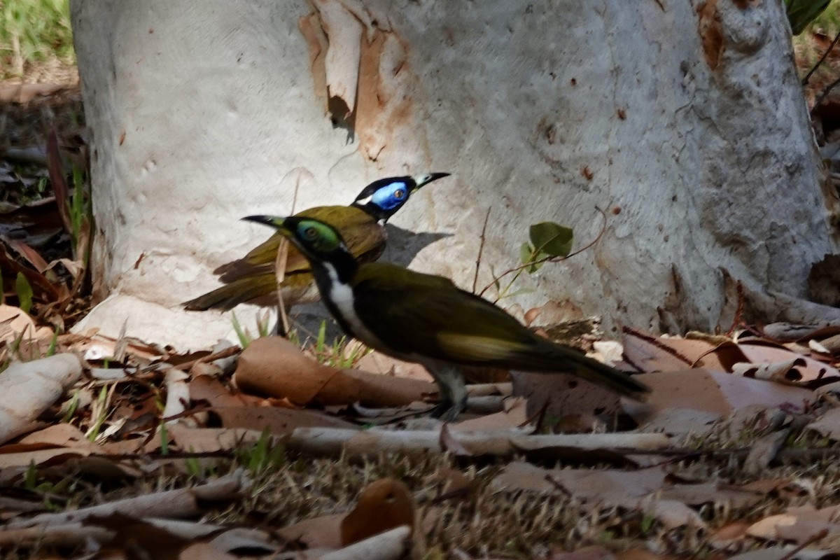 Blue-faced Honeyeater (White-quilled) - ML642570275