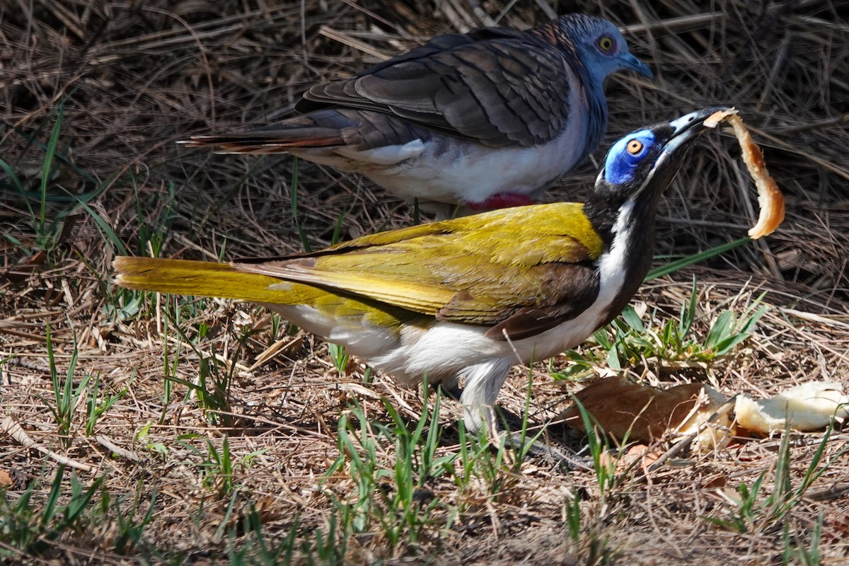 Blue-faced Honeyeater (White-quilled) - ML642570276
