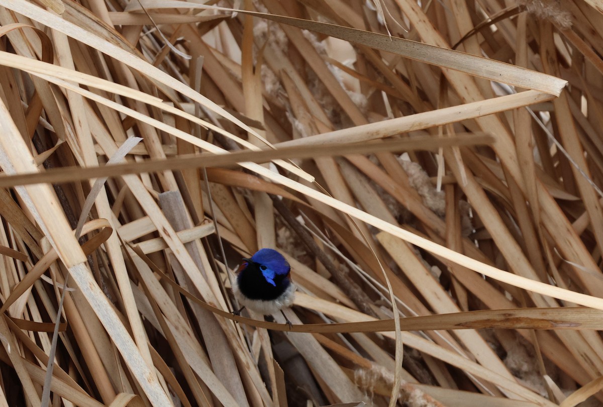 Purple-backed Fairywren - ML642570281