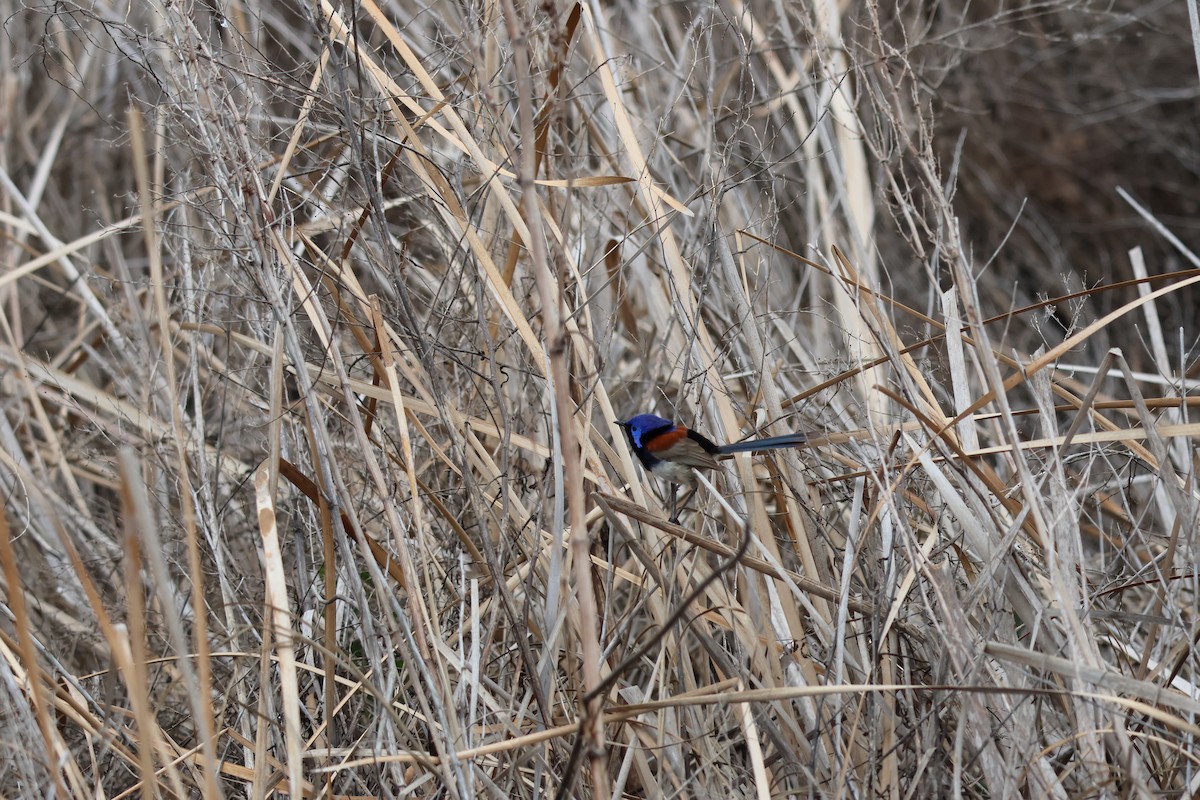 Purple-backed Fairywren - ML642570282