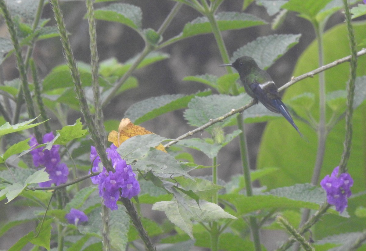 Green Thorntail - ML642570283