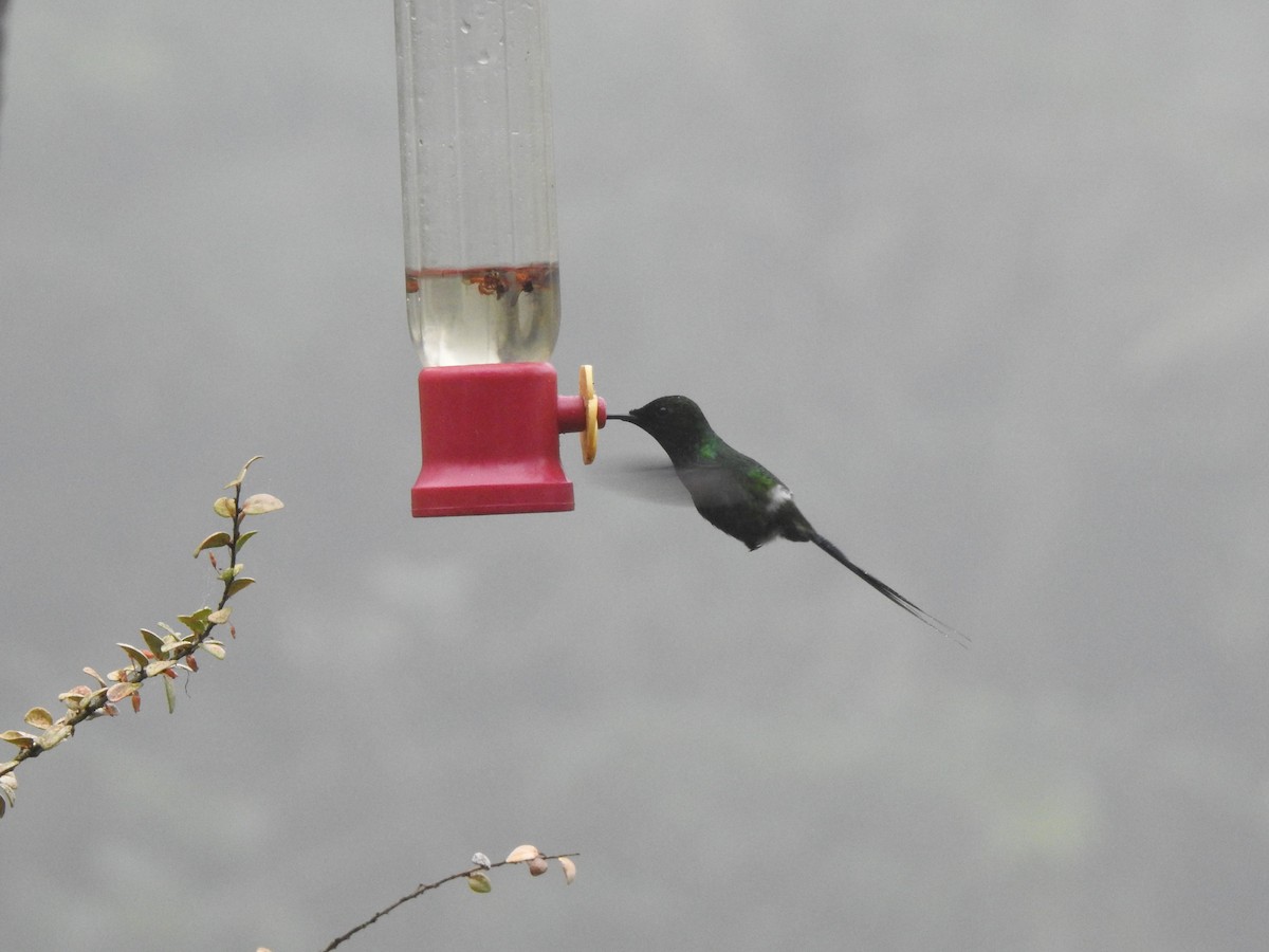 Green Thorntail - ML642570284