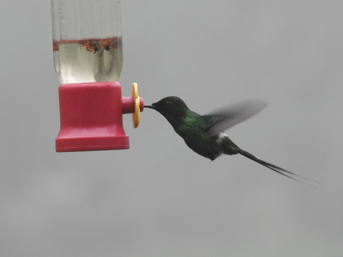 Green Thorntail - ML642570285