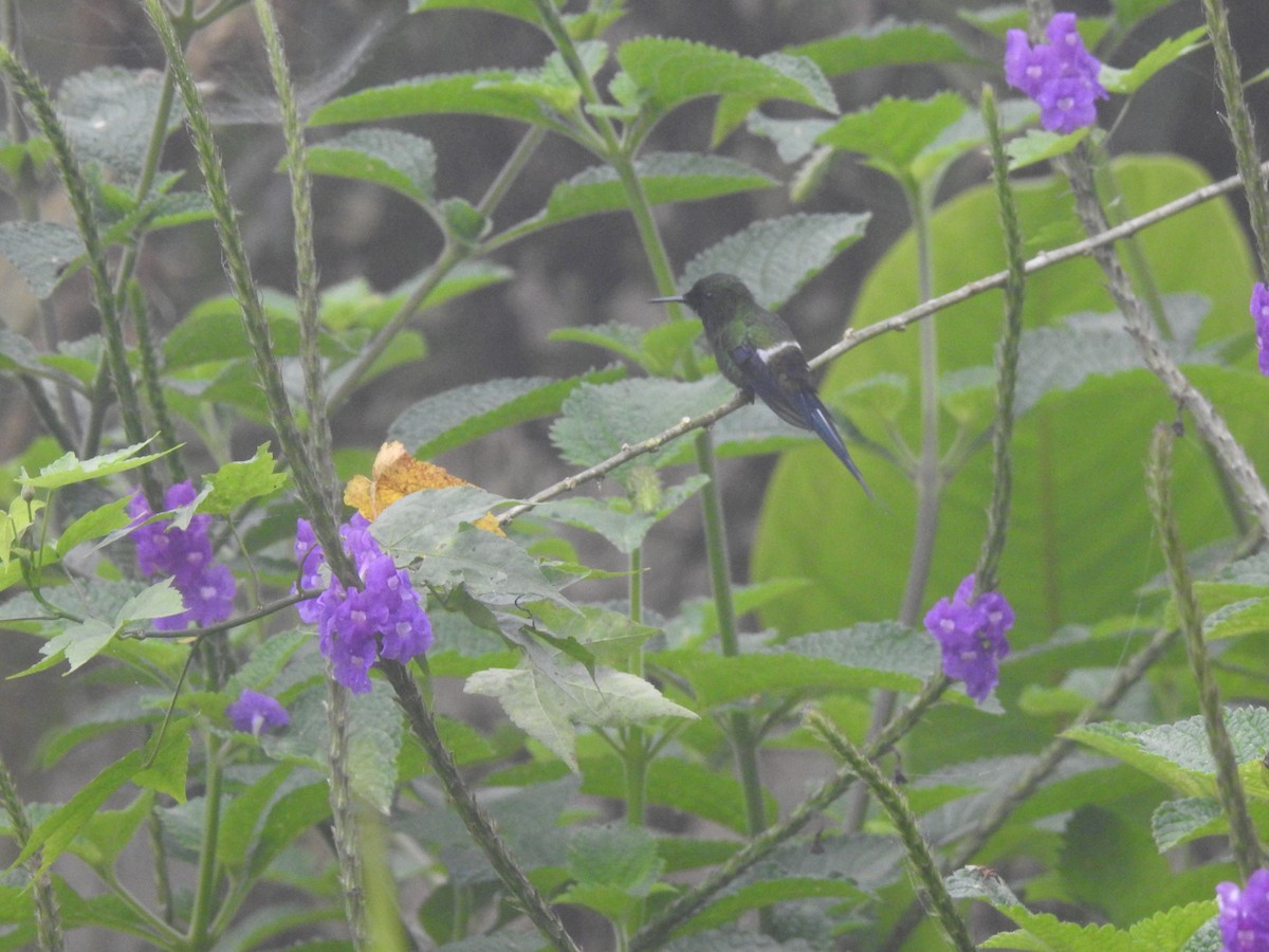 Green Thorntail - ML642570286