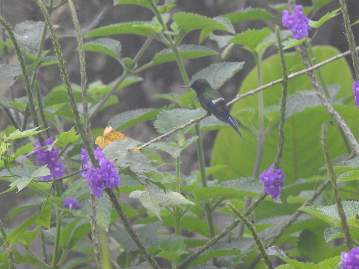 Green Thorntail - ML642570287