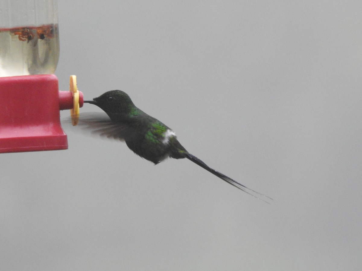 Green Thorntail - ML642570289