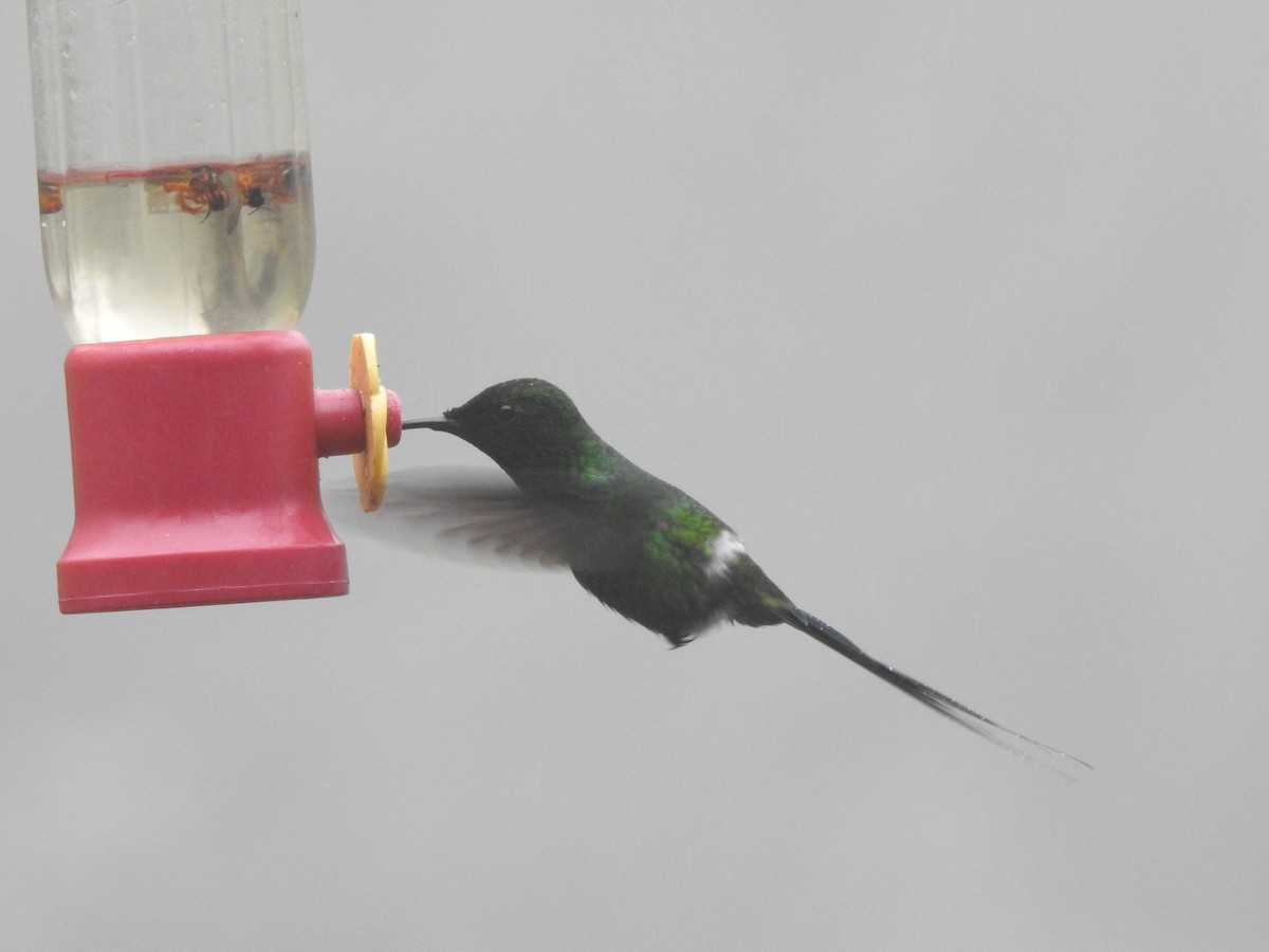 Green Thorntail - ML642570290