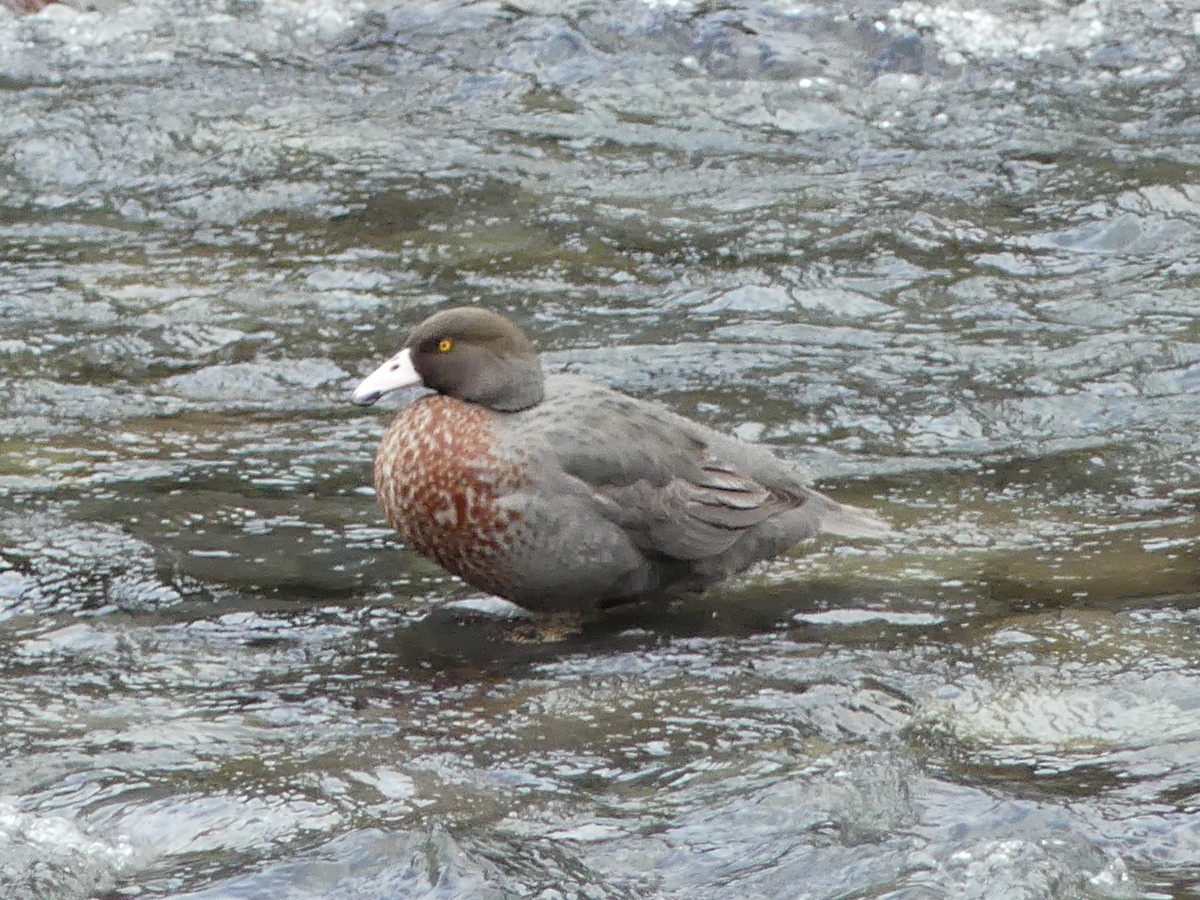 Blue Duck - ML642570302